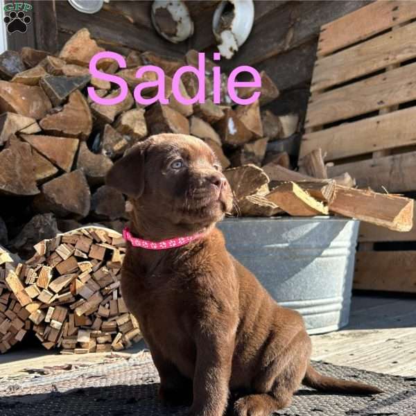 Sadie, Chocolate Labrador Retriever Puppy